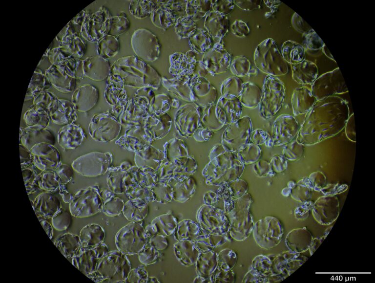 {"objectiveMag":4,"microscopeMode":0,"imageCreationSummary":{"whiteBalance":8134,"gain":3,"brightness":-0.112021857923498,"saturation":1,"gamma":2.1213114754098417,"awbGains":{"red":1.76171875,"blue":1.49609375},"ledIntensityPercentage":68},"imageCode":4,"effectivePixelSize":3.47960768241366}
